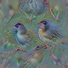 n01534433 junco, snowbird